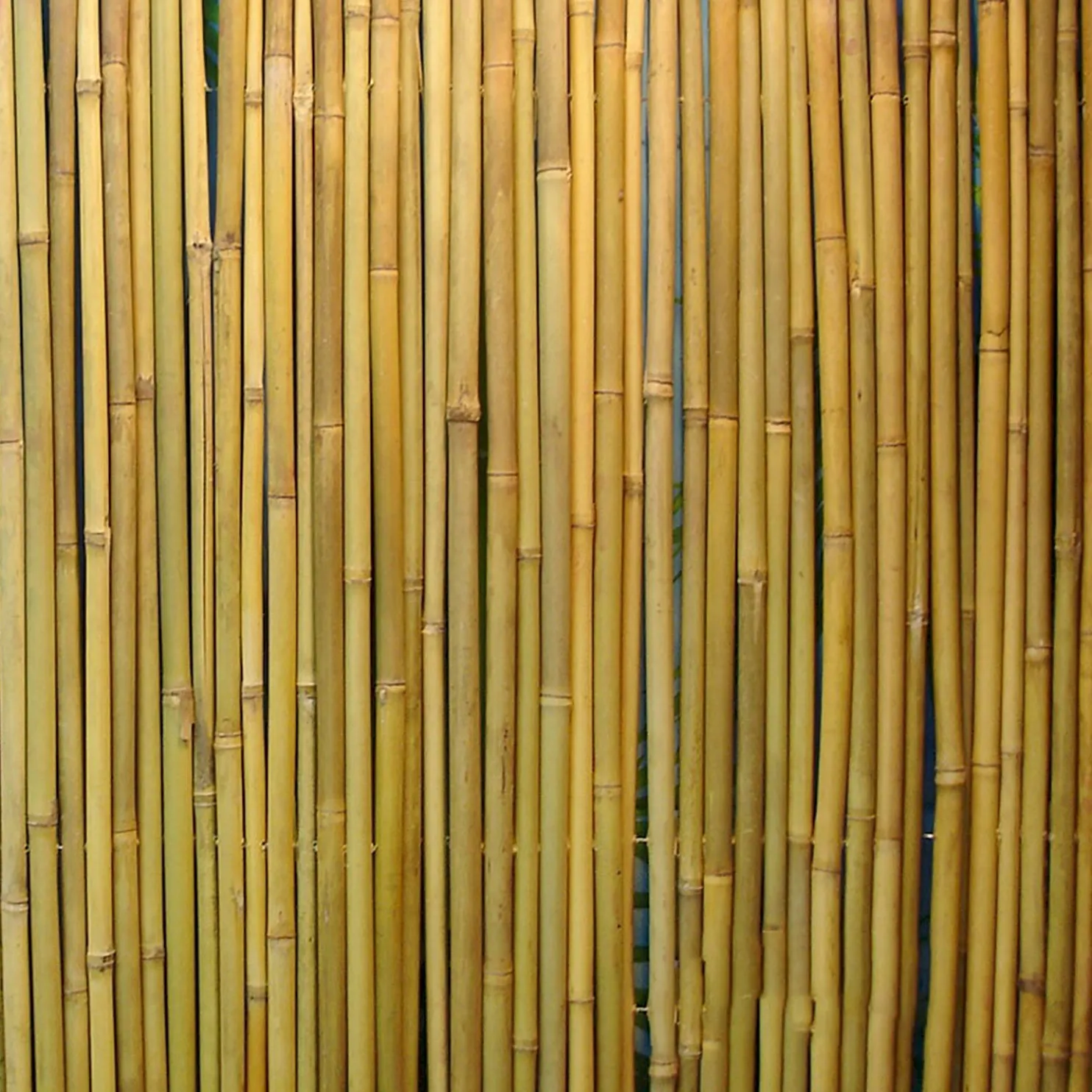Bambuaita Home4You In Garden, 100x300cm